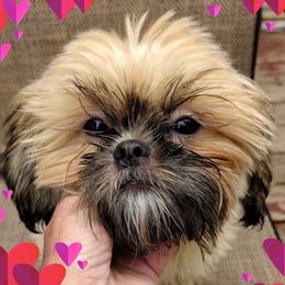 Daisy - Shih Tzu