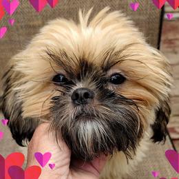 Daisy - Shih Tzu