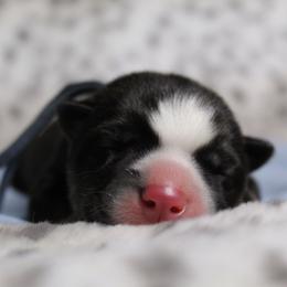 Blue - Black and white male Siberian Husky puppy in York, Pennsylvania from Spalla Pups