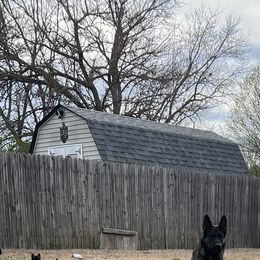 German Shepherd puppies from Brinny's German Shepherds