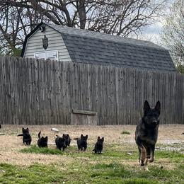 German Shepherd puppies from Brinny's German Shepherds