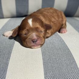 Poppy - Red  female Goldendoodle puppy in Alamance County, North Carolina from Doodle Squad Puppies