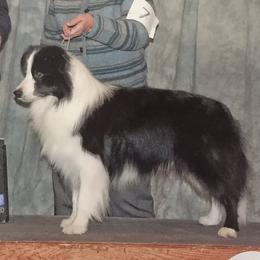 Australian Shepherds and Border Collies from Spotlights Australian shepherds and Border collies