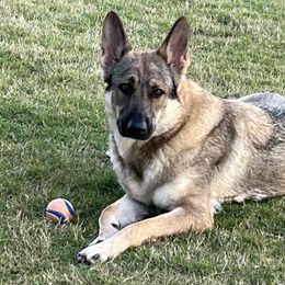 German Shepherd All Grown Up from A2 German Shepherd Dogs