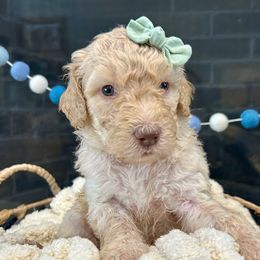 Breeze - Cream female Goldendoodle puppy in Wyandotte, Oklahoma from Goldendoodles of NE OK
