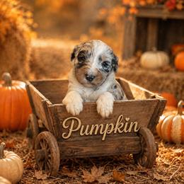 Pumpkin - Merle female Bernedoodle puppy in Julian, Pennsylvania from Happy Valley Doodles