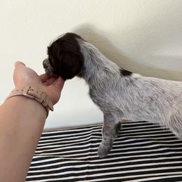 Wirehaired Pointing Griffon Puppies from American Patriot Kennel