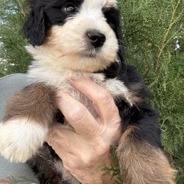 Elvis neon green collar - Tri-color male Bernedoodle puppy in Saint Francis, Kansas from Land of Oz Doodles