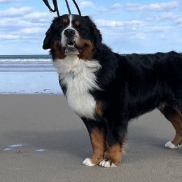 Ivan - Bernese Mountain Dog