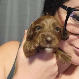 Dachshund Puppies from Harlee's Dachshunds