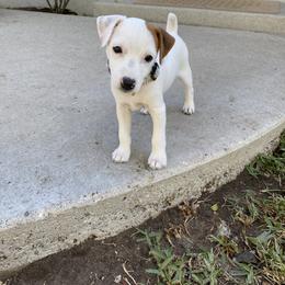 Jack Russell Terrier Puppies from Fair Dinkum Jack Russell Terriers