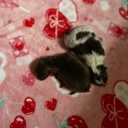 Truffle - Chocolate and tan female Pomeranian puppy in Roseburg, Oregon from Dbos Furry Friends