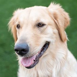 Ellie - Golden Retriever