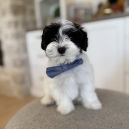 Pip - Black and tan male Havapoo puppy in South Jordan, Utah from Lady Paws Puppies - Cassie