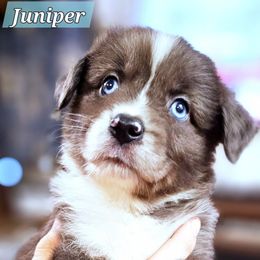 Juniper - Blue merle male Miniature Australian Shepherd puppy in Punta Gorda, Florida from Christie's Creekside Aussies