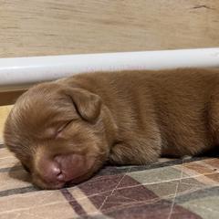 French Bulldog and Nova Scotia Duck Tolling Retriever Puppies from Folklore Den