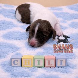 Chili - Piebald male Dachshund puppy in Hockley, Texas from Shans Down Home Doxies