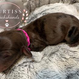 4th Born Dappled Brindle - Dapple female Dachshund puppy in Rochester, Washington from Curtiss Dachshunds