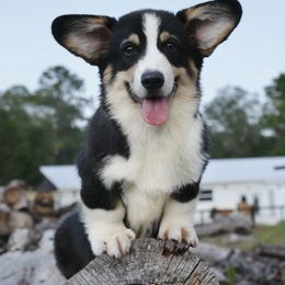 Bolt - Pembroke Welsh Corgi