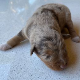 Pecan Pie - Red merle male Miniature Australian Shepherd puppy in Prunedale, California from 4MLA STABLES
