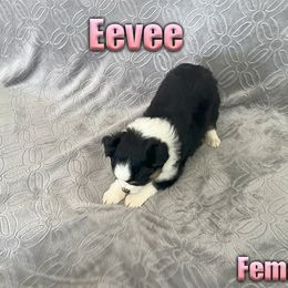 Miniature American Shepherd and Miniature Australian Shepherd Puppies from Regal Miniature American Shepherds | Regal Miniature Australian Shepherds