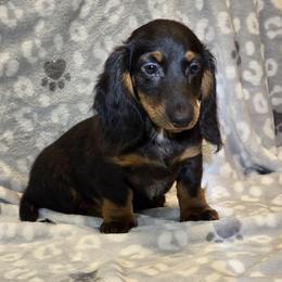 Titan - Black and tan male Dachshund puppy in Tonopah, Arizona from Desert Diamond Dachshunds