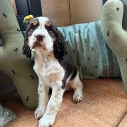 Olive - Liver white and tan English Springer Spaniel puppy in Park Rapids, Minnesota from Lakeside Summit Springers