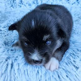 Oakley - Black and white female Pomsky puppy in Southern California, California from SoCal Pomskies LLC