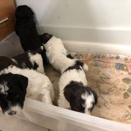 Poodle Puppies from Upper Echelon