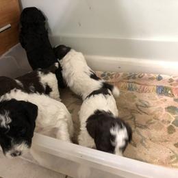 Poodle Puppies from Upper Echelon