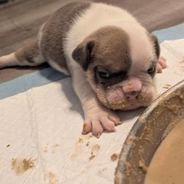 Bulldog Puppies from Hayzlett Family English Bulldogs