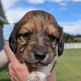 Lil Andy - Piebald male Dachshund puppy in Arkansas from Heart of Doxie