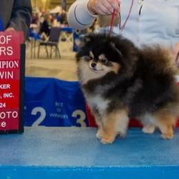 CHAMPION Shadow - Black and tan male Pomeranian puppy in Westminster, Colorado from VanityPom’s