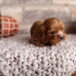 Dark Ruby Boy - Ruby male Cavalier King Charles Spaniel puppy in Grand Prairie, Texas from Westchester Cavaliers