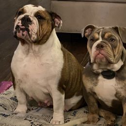 Bulldogs from Classic City Bulldogs
