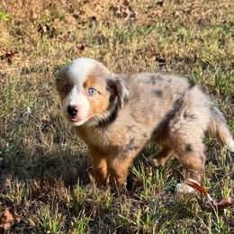 Rosco - Red merle male Miniature Australian Shepherd puppy in Michie, Tennessee from Acton Aussies
