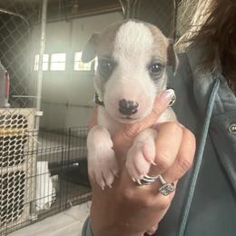 Black - White and fawn male Whippet puppy in Corry, Pennsylvania from Sara's Whippets