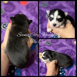 The Cat - Black and white male Pomsky puppy in Rossville, Georgia from Scenic City Pomskies