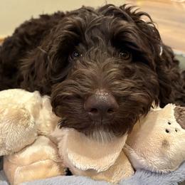 Patches - Australian Labradoodle