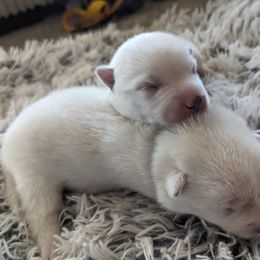Pomsky Puppies from Valparaiso Pomskys