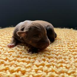Maple - Red tri female Miniature Australian Shepherd puppy in Ellendale, North Dakota from Ark Acres Kennels