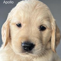 Apollo - Golden male Golden Retriever puppy in Vail, Arizona from Retrievers Gold AZ