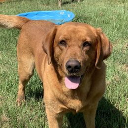 Ruger - Labrador Retriever