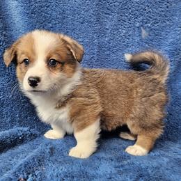Abu - Red male Pembroke Welsh Corgi puppy in Castle Rock, Washington from Heckman Corgis