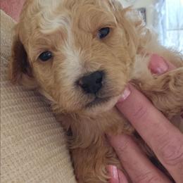 Winston - Red male Assorted Doodle Crosses puppy in Grayville, Illinois from Debs Doodles, Cavapoos, Cavadoodles