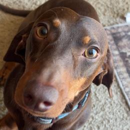 Dachshunds and French Bulldogs from Bad to the Bone French Bullies