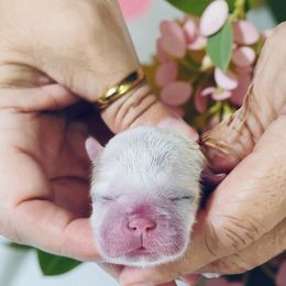 Northern Lights - White female Shih Tzu puppy in Port Orchard, Washington from Buttons N Bows