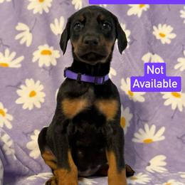 Purple Collar - Black and rust female Doberman Pinscher puppy in Lake City, Florida from Paintedcrazy Doberman Pinchers