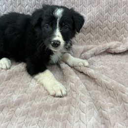 Branson - Black and white male Border Collie puppy in Taylor, Arizona from Vowell Farm Border Collies
