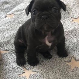 French Bulldog and Newfoundland Puppies from Haywire Frenchies & Newfoundland’s